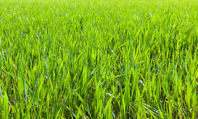 Green grass close up