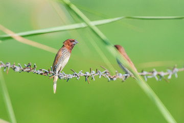 scally breasted munia