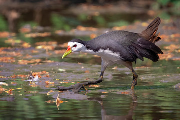 Obraz premium Image of white-breasted waterhen bird(Amaurornis phoenicurus) are looking for food in swamp on nature background. Bird. Animals.