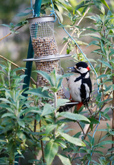 Great Spotted Woodpecker, Buntspecht, at a feeding station