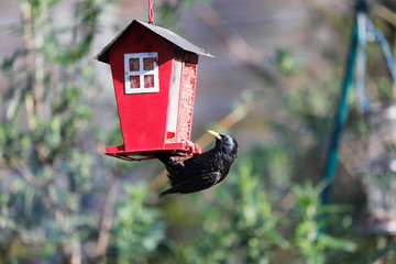 European Starling at a feeding Station