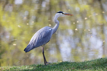 Grey Heron (Ardea cinerea) is hunting