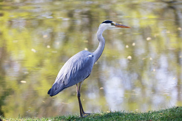 Grey Heron (Ardea cinerea) is hunting