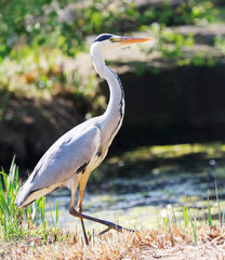 Grey Heron (Ardea cinerea) is hunting
