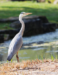 Grey Heron (Ardea cinerea) is hunting