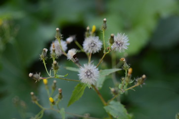 雨竜沼高原までの登山道　綿毛