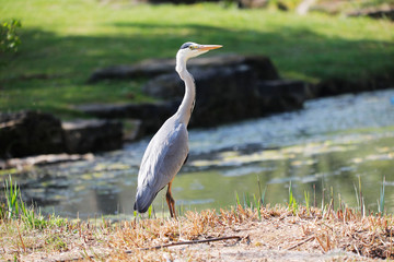 Grey Heron (Ardea cinerea) is hunting