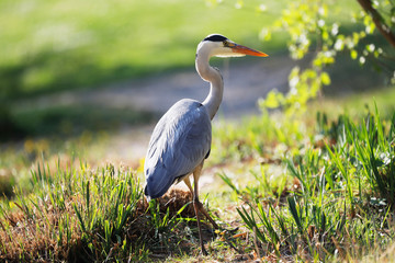 Grey Heron (Ardea cinerea) is hunting