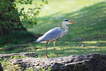 Grey Heron (Ardea cinerea) is hunting