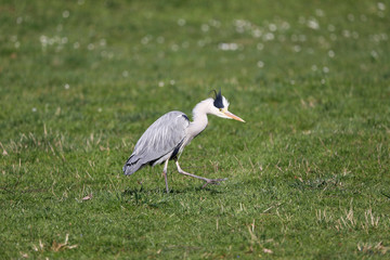 Fototapeta premium Grey Heron (Ardea cinerea) is hunting