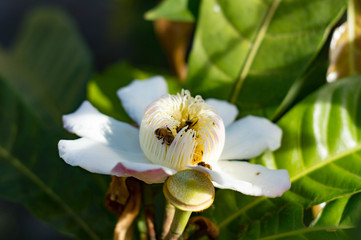 bee on a flower