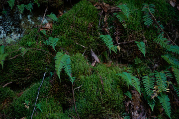Natural scenery all around at Hocking Hills State Park in Ohio.