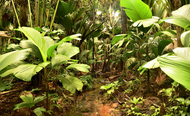 Im Nationalpark Vallee de Mai auf der Seychelleninsel Praslin