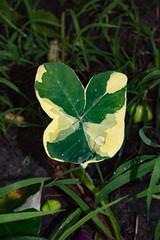 st patrick day