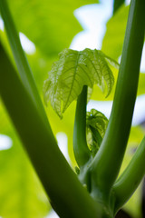 aloe vera plant