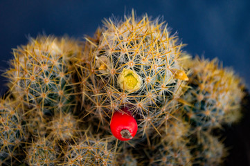 cactus in bloom