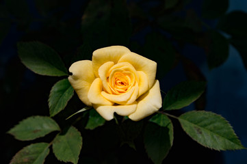 three yellow roses