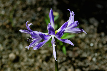 blue iris flowers