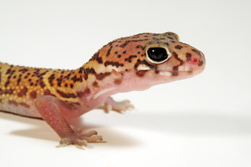 Central American Banded Gecko / Mittelamerikanischer Krallengecko (Coleonyx mitratus)