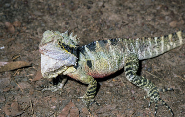 Fototapeta premium Lézard à collerette, australie du nord.