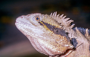 Lézard à collerette, australie du nord.