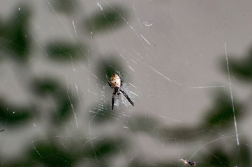 spider on web