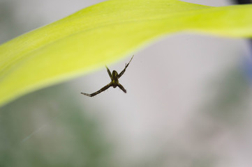 spider on a leaf