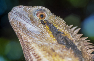 Lézard à collerette, australie du nord.