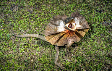 Lézard à collerette, australie du nord.