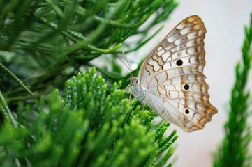 butterfly on green grass