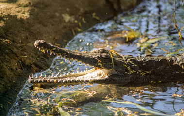 alligator dans le marécage