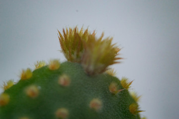 cactus with thorns