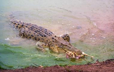 Attraction dans les fermes de crocodiles en australie