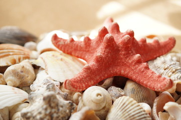 The red starfish is lying on small shells