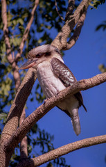 le zoo des oiseaux australie
