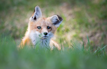 Red fox kits in the spring