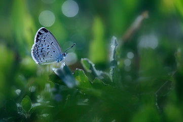 
butterflies and bokeh between the grass