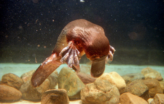 platitus, ornithorynque en aquarium,brisbane, australie currumbin, sanctuary,