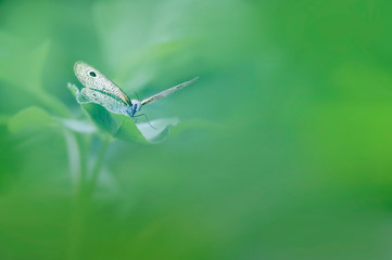 butterfly on green leaf