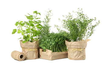 Group of different herbs isolated on white background