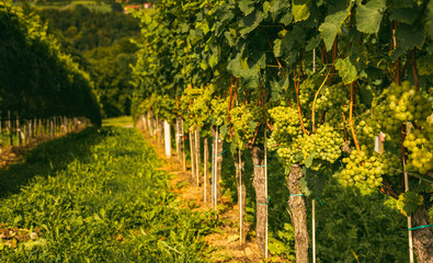 Fototapeta na wymiar Vineyards at late summer. Ripe green grapes in Austria