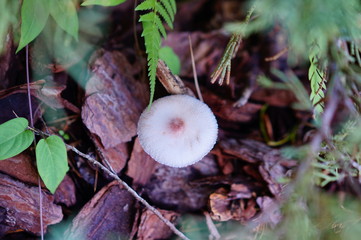 Close-up of fresh mushroom