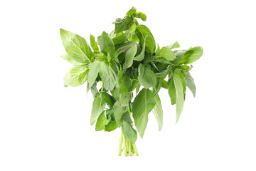 Fresh green basil isolated on white background
