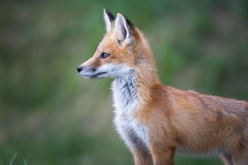 Red fox kits in the spring