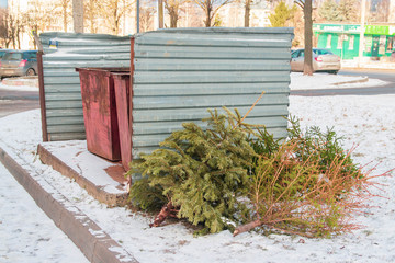 Real spruce trees were dumped after the new year and Christmas celebrations. Christmas trees in the trash. The end of the holidays.