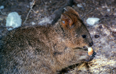 kangourou, quokka,
