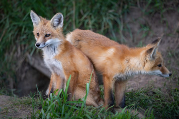 Red fox kits in the spring