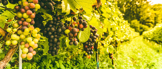 Vineyards at late summer. Ripe red grapes in Austria