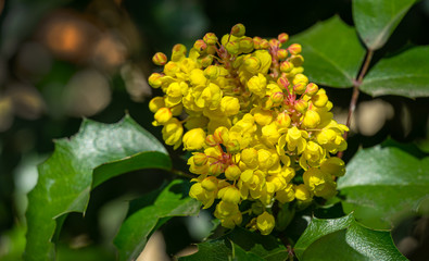 Mahonia aquifolium or Oregon grape blossom in spring garden. Soft selective focus of bright yellow flowers. Wonderful natural background for any idea. There is place for text