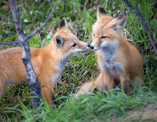 Red fox kits in the spring